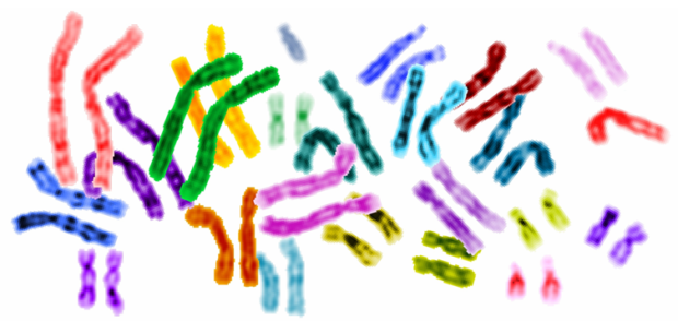 Human-genome
